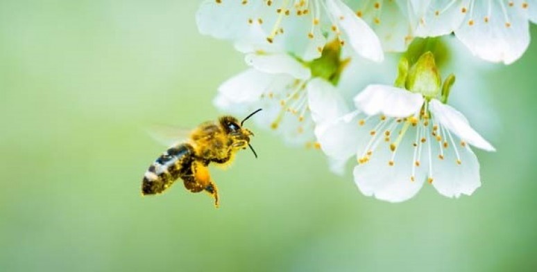 Защо пчелите не трябва да се унищожават? 354 EcoSapiens.bg