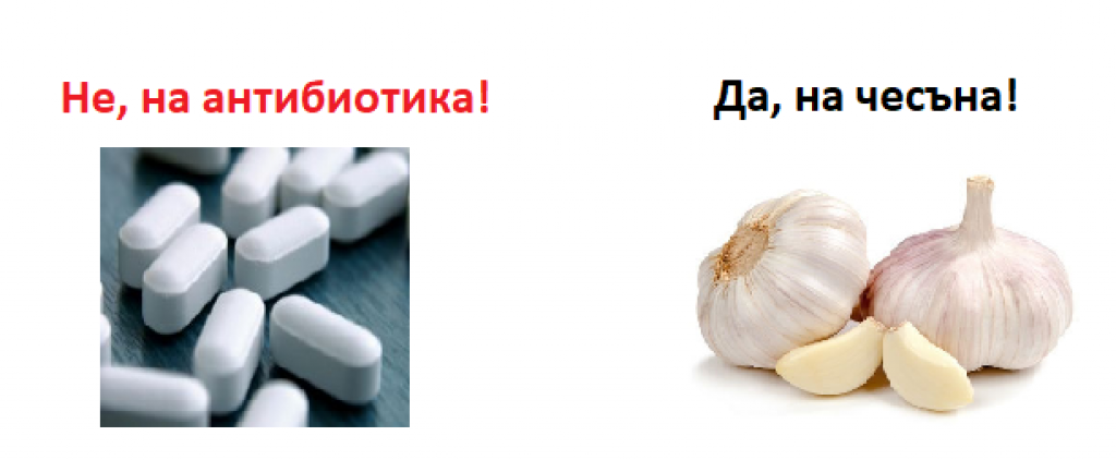 Чесънът – природният антибиотик EcoSapiens.bg