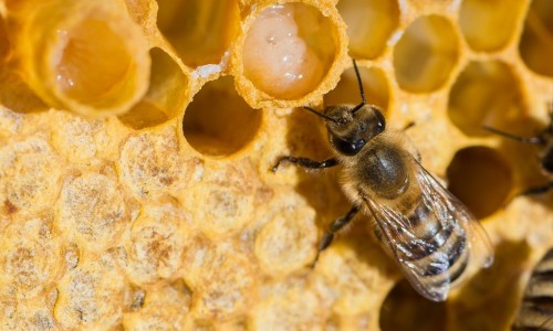 Класация на най-полезните пчелни продукти EcoSapiens.bg